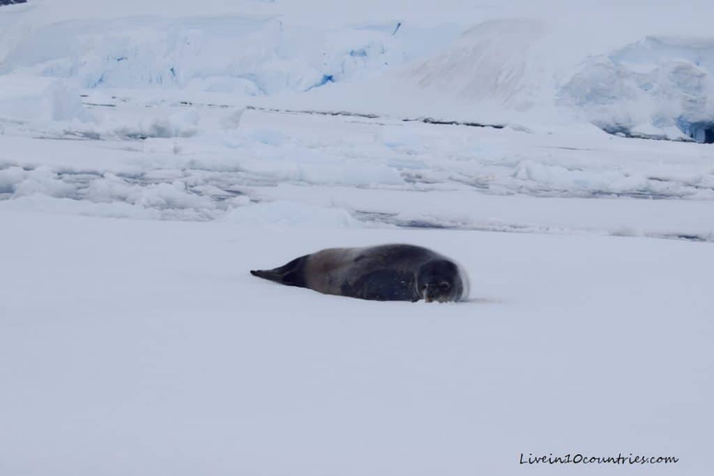 Seal snowbathing in Antarctica